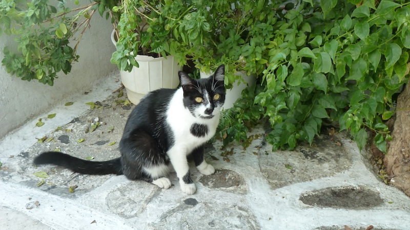 Mykonos cat 3.JPG